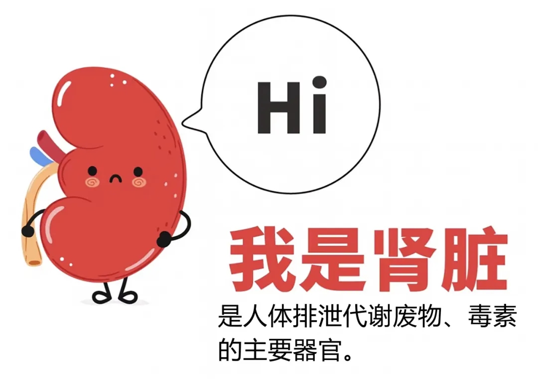 头晕、恶心、呕吐？可能是尿毒症的“信号灯”身体出现这些征兆需警惕！