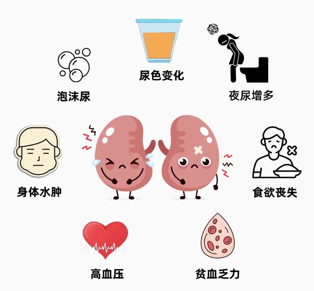 头晕、恶心、呕吐？可能是尿毒症的“信号灯”身体出现这些征兆需警惕！